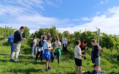 Trećaši u vinogradu