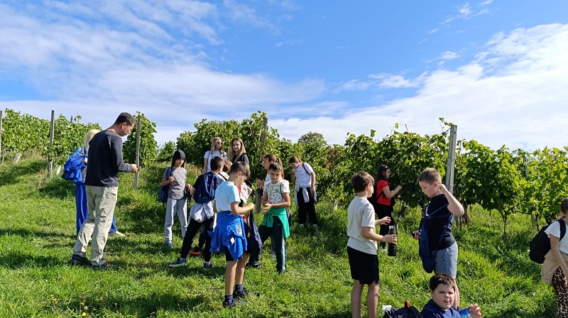 Trećaši u vinogradu